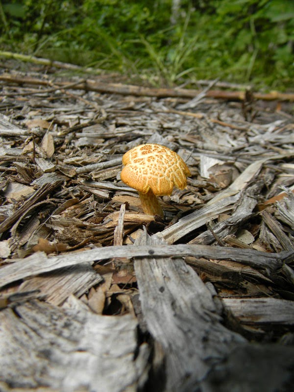 Mushroom12