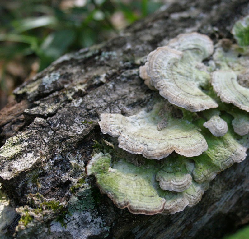 Mushroom13