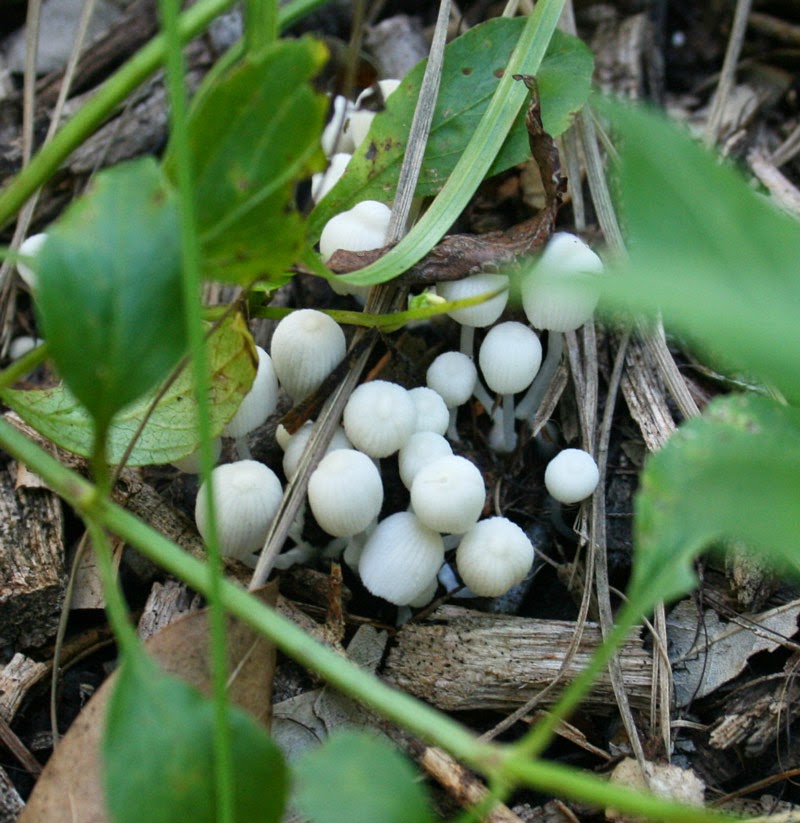 mushrooms in a food forest