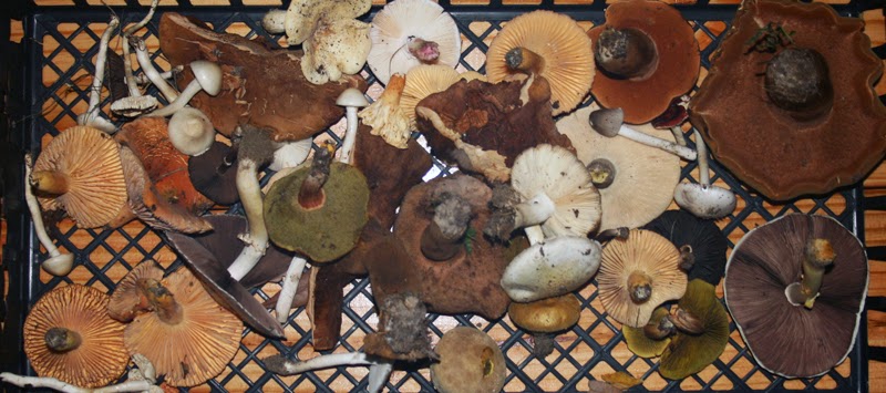 edible Florida mushrooms?