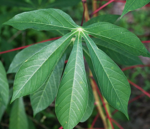 cassava plant looks like marijuana