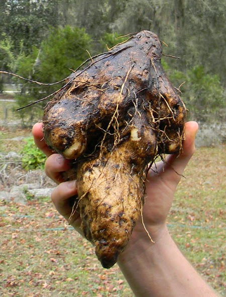 edible winged yam root