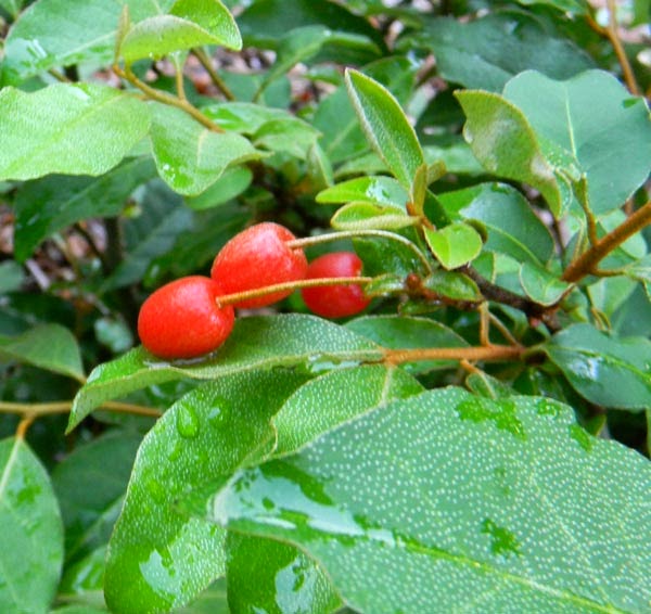 growing goumi berries in a food forest