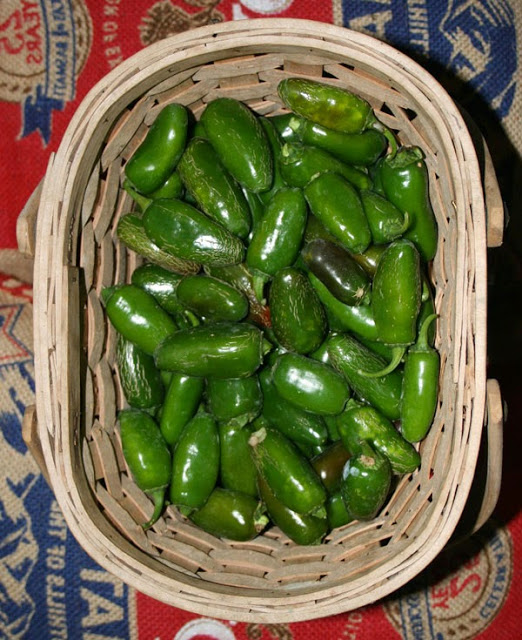 jalapenos waiting to go into our homegrown jalapeno pickle slices recipe!