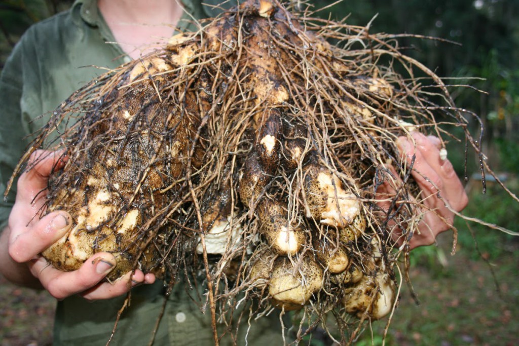 dioscorea alata the edible air potato