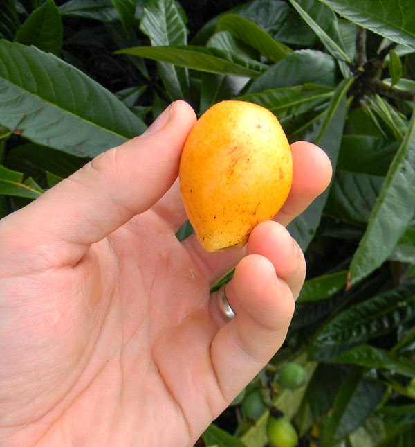 Les arbres fruitiers les plus faciles à cultiver en Floride