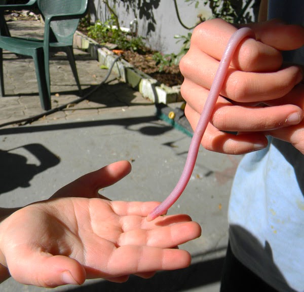 pink worm snake