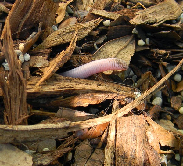 pink worm lizard pink florida snake