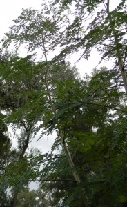 moringa trees growing