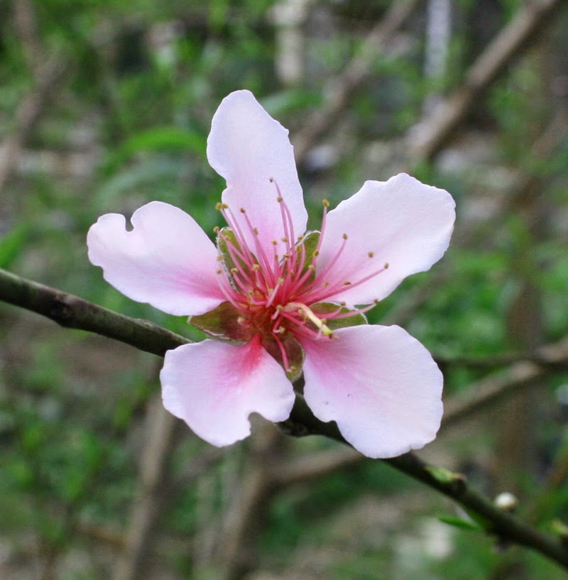 PeachBlossom2