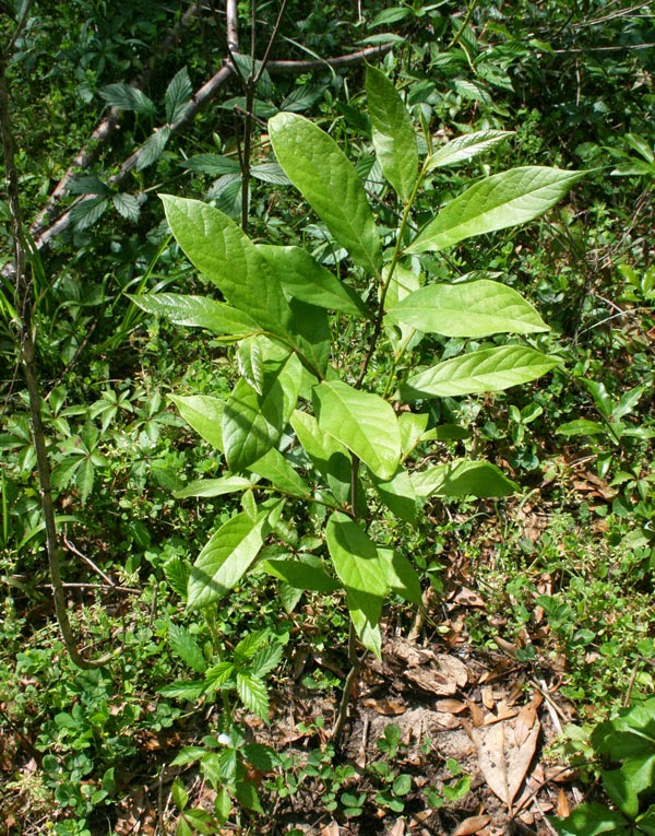 a small asimina parviflora pawpaw tree
