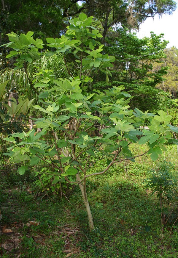 figs grow easily in a food forest