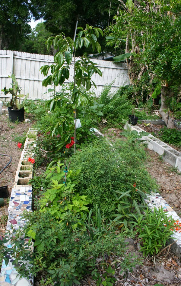 subtropical fruit tree guild garden bed