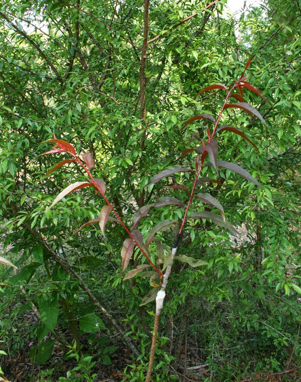 nectarine chickasaw plum grafts