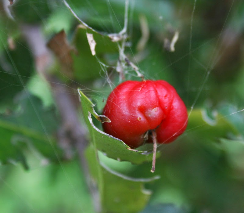 acerola cherry in south florida food forest