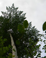 using moringa as fertilizer