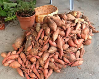sweet potatoes survival plant
