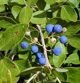 wild berries of the blue persuasion