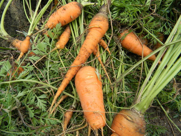 growing carrots in florida