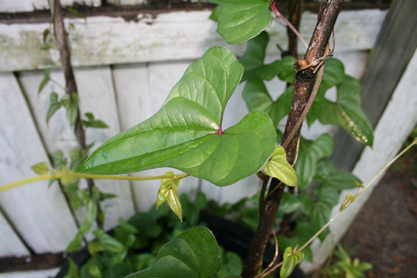 A chinese yam leaf