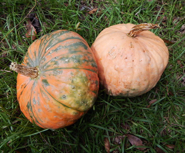 grow winter squash for beautiful harvests