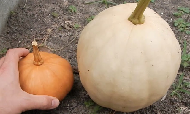 seminole pumpkins compared