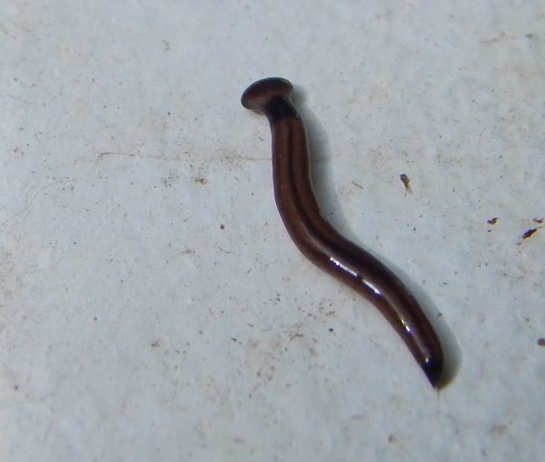 A Florida flatworm