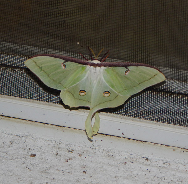 a beautiful luna moth