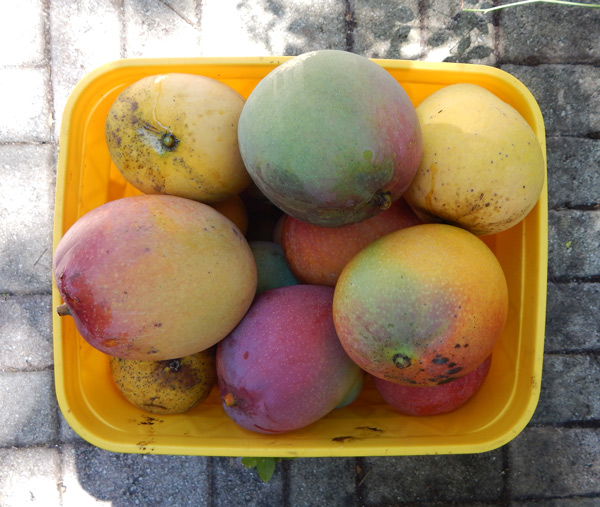 topworking mango trees