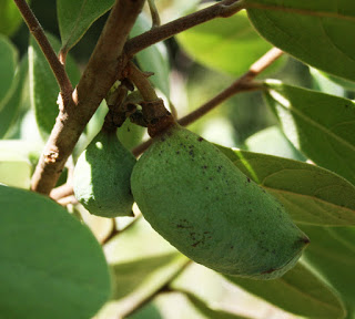 grow pawpaw from seed and eat pawpaw forever!