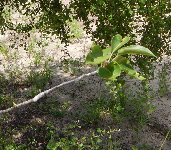 sand pear trees can be grafted onto other pears and hawthorns