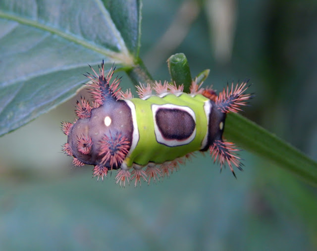 A nice shot of a saddleback caterpillar