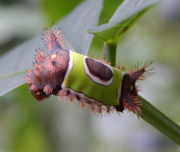 The saddleback stinging caterpillar
