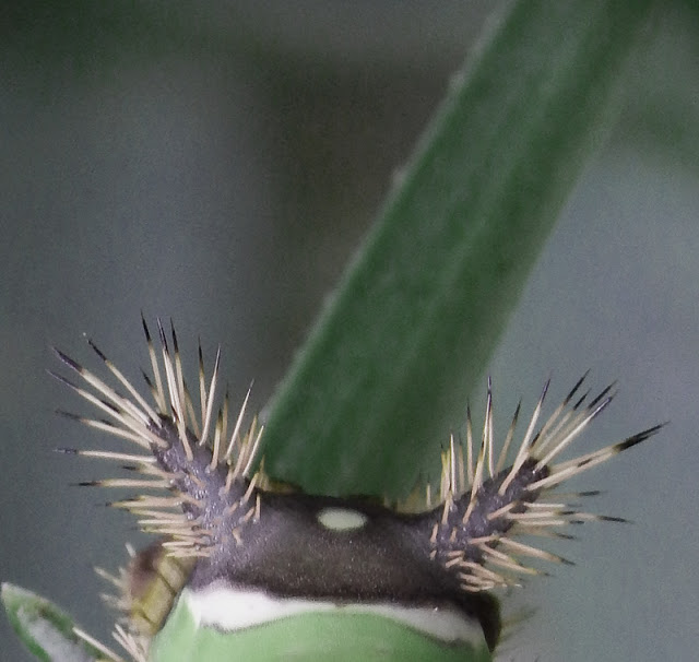 The spines of the saddleback, a stinging caterpillar
