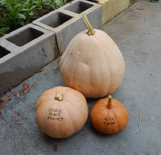 different Seminole pumpkin cultivars
