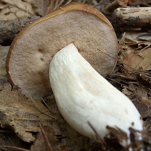 identifying edible bolete mushrooms