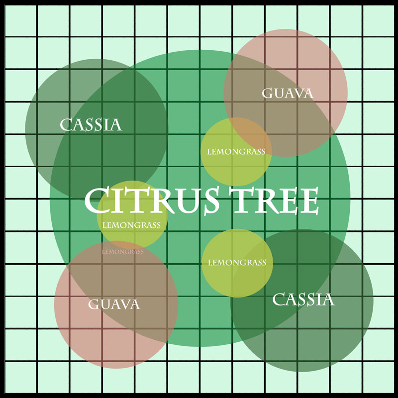 Avoid_Citrus_Tree_Greening_Guild