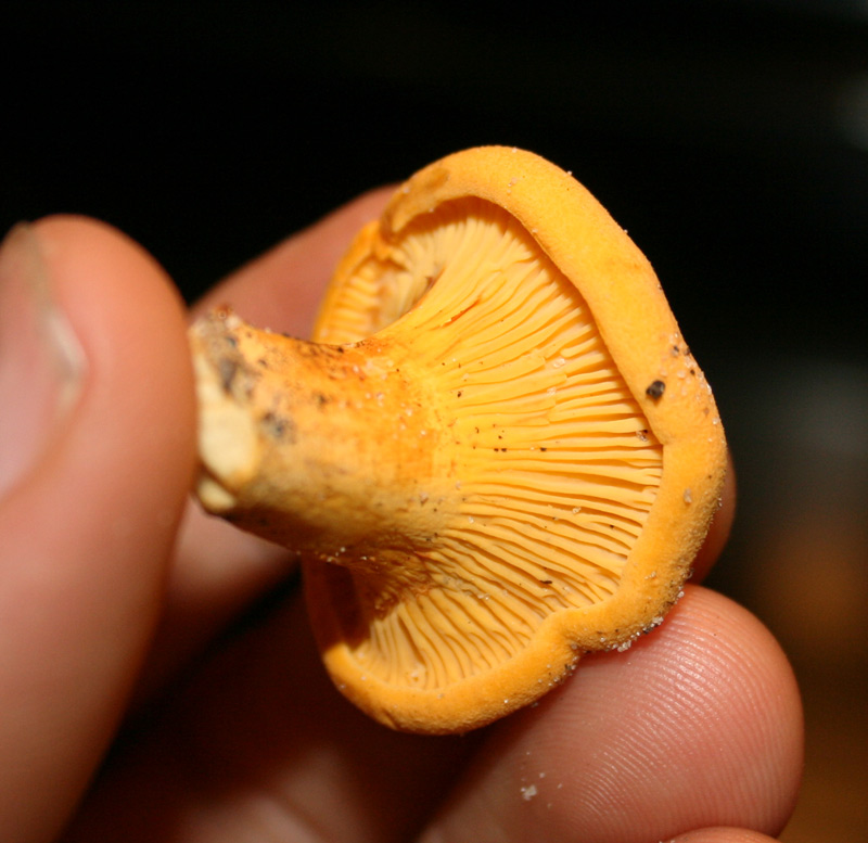 how to identify chanterelles - close up of chanterelle
