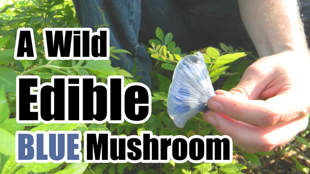 Edible_Blue_Mushroom