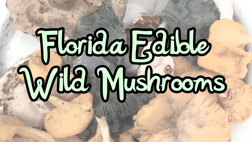 Florida Edible Wild Mushrooms_sm
