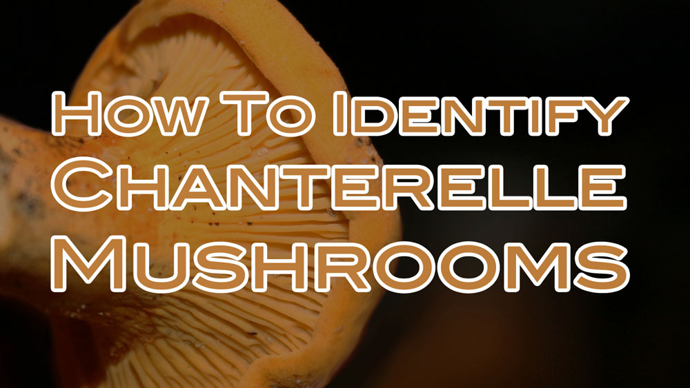 how to identify chanterelle mushrooms