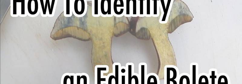 how to indentify an edible bolete