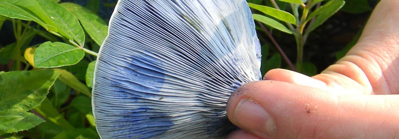 Lactarius_Indigo_Edible_Mushroom