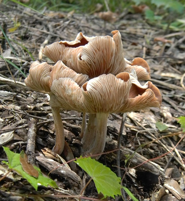 Mushroom9