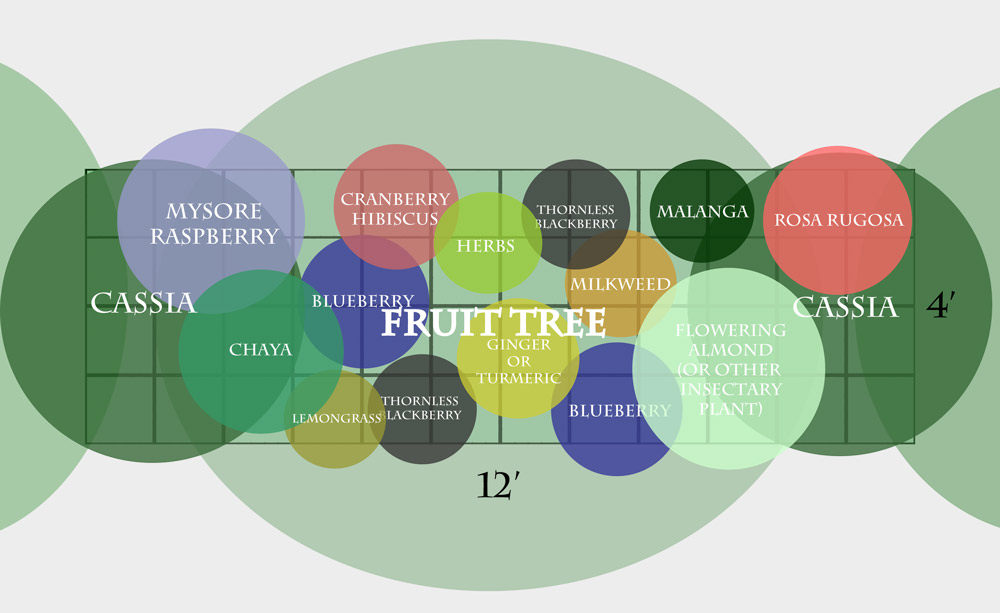Subtropical_Fruit_Tree_Guild_Layout