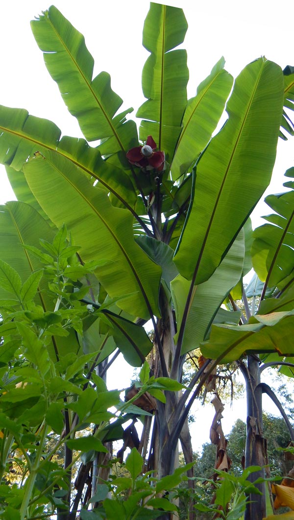 Thai_Black_Banana_Fruit_Bloom2