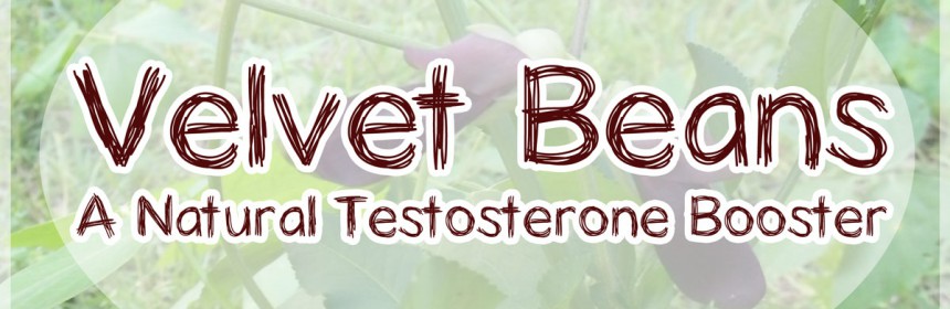 valvet beans natural testosterone booster