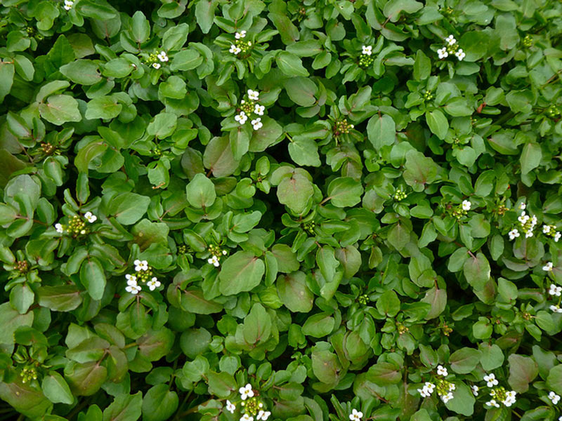 Watercress well-known aquatic vegetable