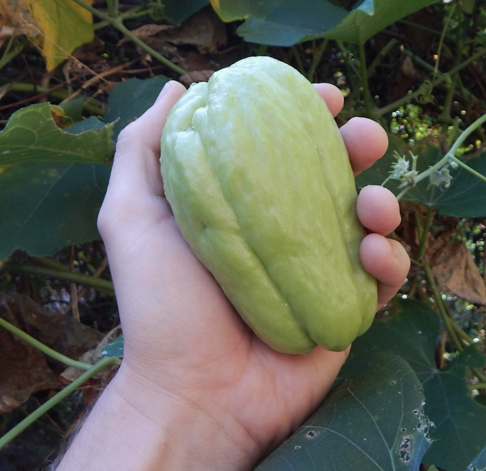 growing chayote squash is easy