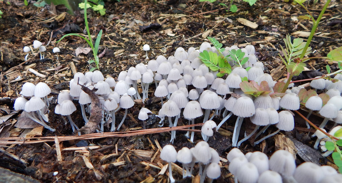 Mushrooms Create Soil The Survival Gardener